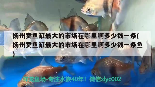 扬州卖鱼缸最大的市场在哪里啊多少钱一条(扬州卖鱼缸最大的市场在哪里啊多少钱一条鱼)