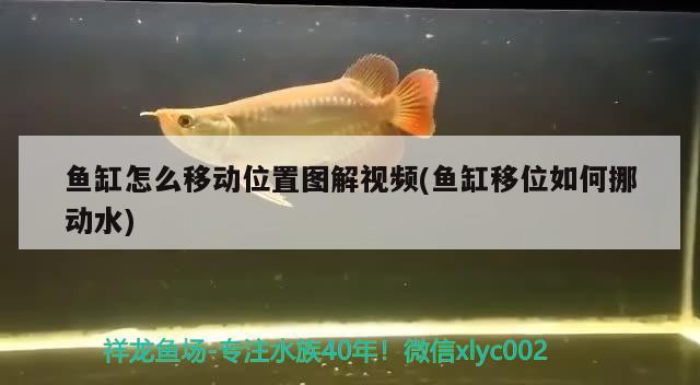 鱼缸怎么移动位置图解视频(鱼缸移位如何挪动水)