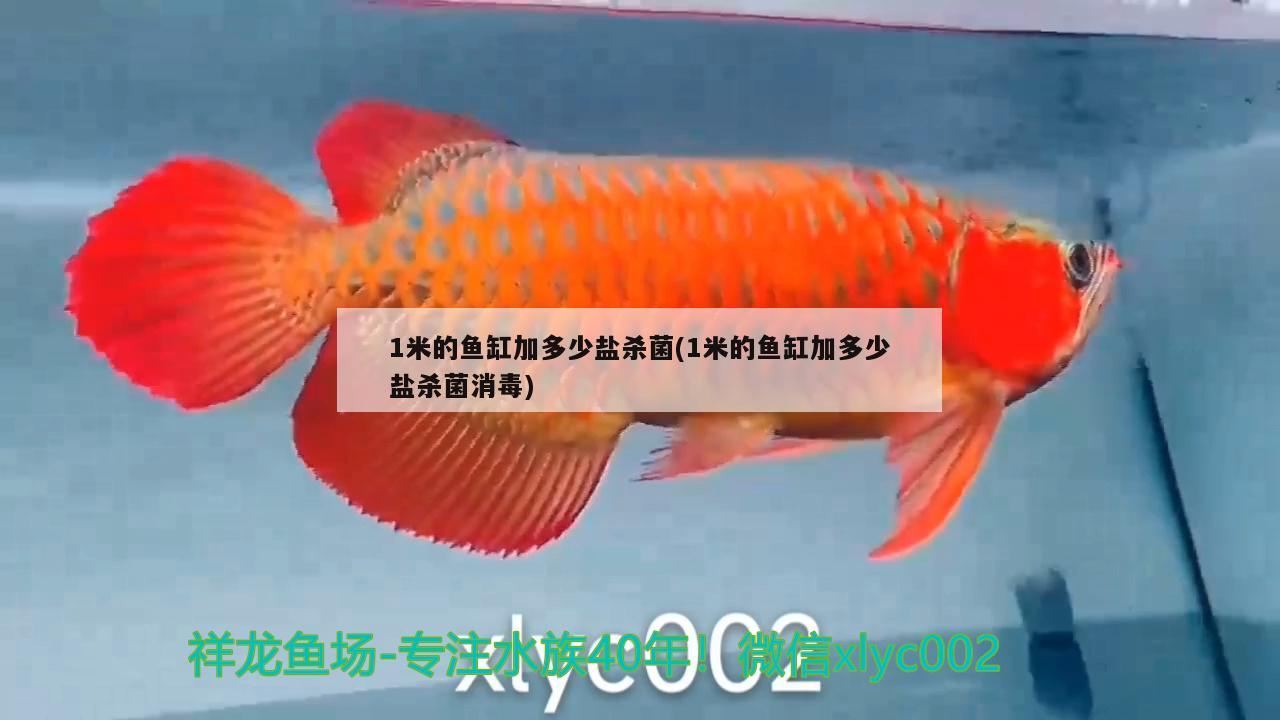 1米的鱼缸加多少盐杀菌(1米的鱼缸加多少盐杀菌消毒) 黄金斑马鱼
