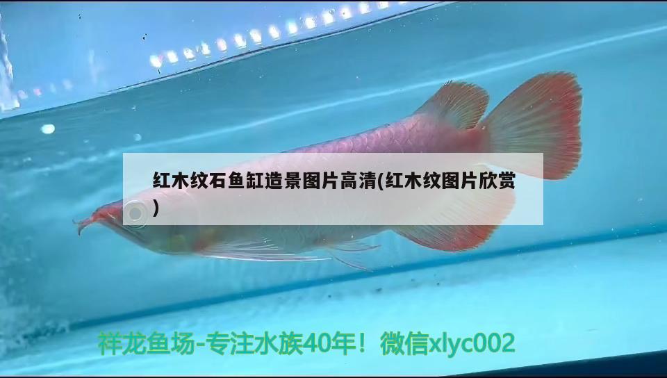 红木纹石鱼缸造景图片高清(红木纹图片欣赏) 国产元宝凤凰鱼
