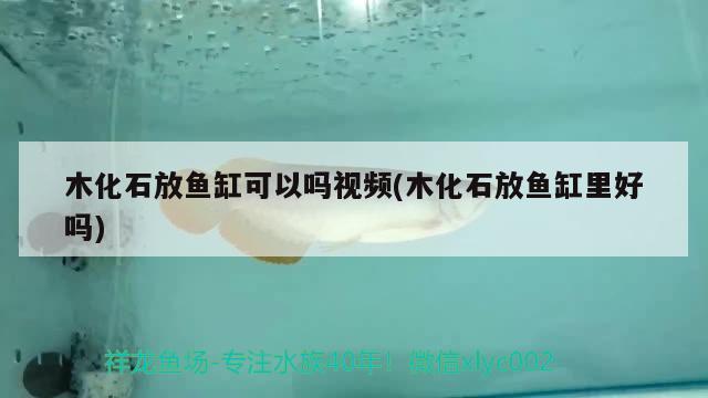 木化石放鱼缸可以吗视频(木化石放鱼缸里好吗) 广州观赏鱼鱼苗批发市场
