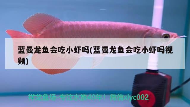 蓝曼龙鱼会吃小虾吗(蓝曼龙鱼会吃小虾吗视频) 观赏鱼