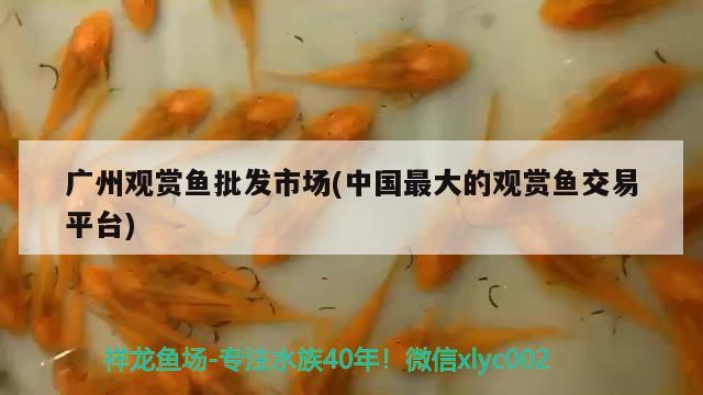 广州观赏鱼批发市场(中国最大的观赏鱼交易平台)