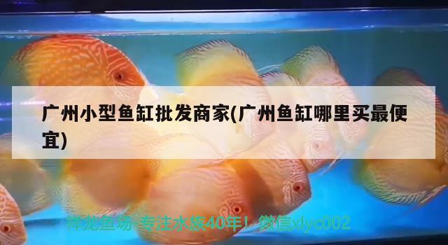 广州小型鱼缸批发商家(广州鱼缸哪里买最便宜) 广州水族批发市场