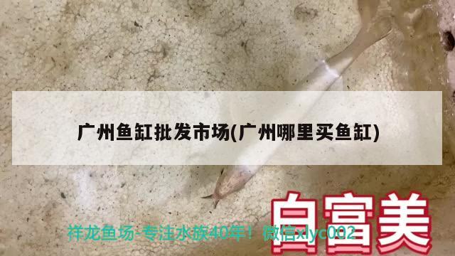 广州鱼缸批发市场(广州哪里买鱼缸) 广州水族批发市场