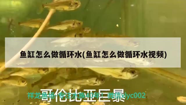 鱼缸怎么做循环水(鱼缸怎么做循环水视频) 印尼虎苗