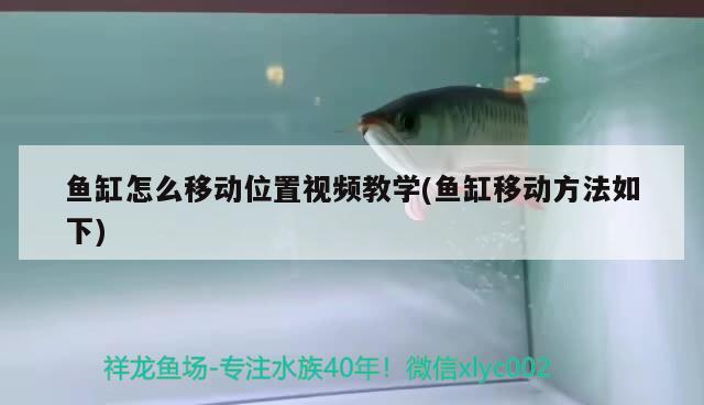 鱼缸怎么移动位置视频教学(鱼缸移动方法如下) 熊猫异形鱼L46