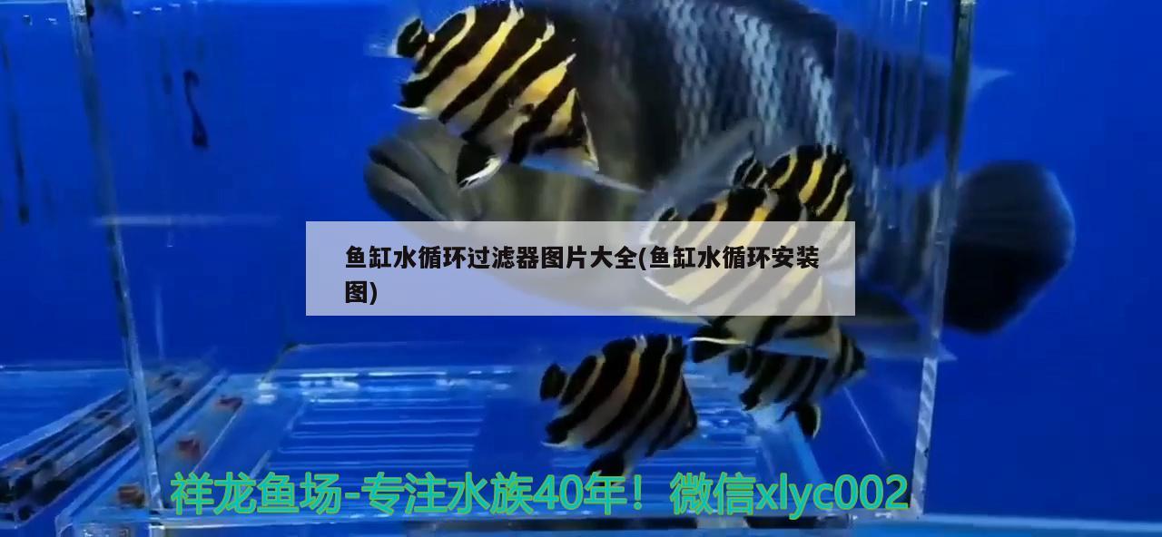 鱼缸水循环过滤器图片大全(鱼缸水循环安装图) 肺鱼