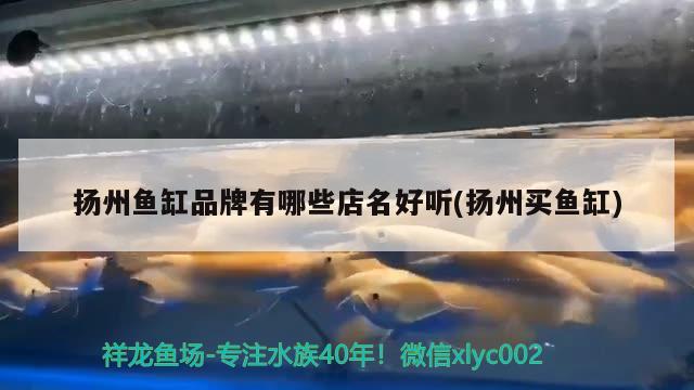 扬州鱼缸品牌有哪些店名好听(扬州买鱼缸) 白写锦鲤鱼 第2张