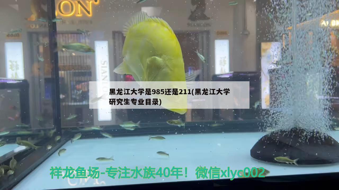 黑龙江大学是985还是211(黑龙江大学研究生专业目录) 观赏鱼