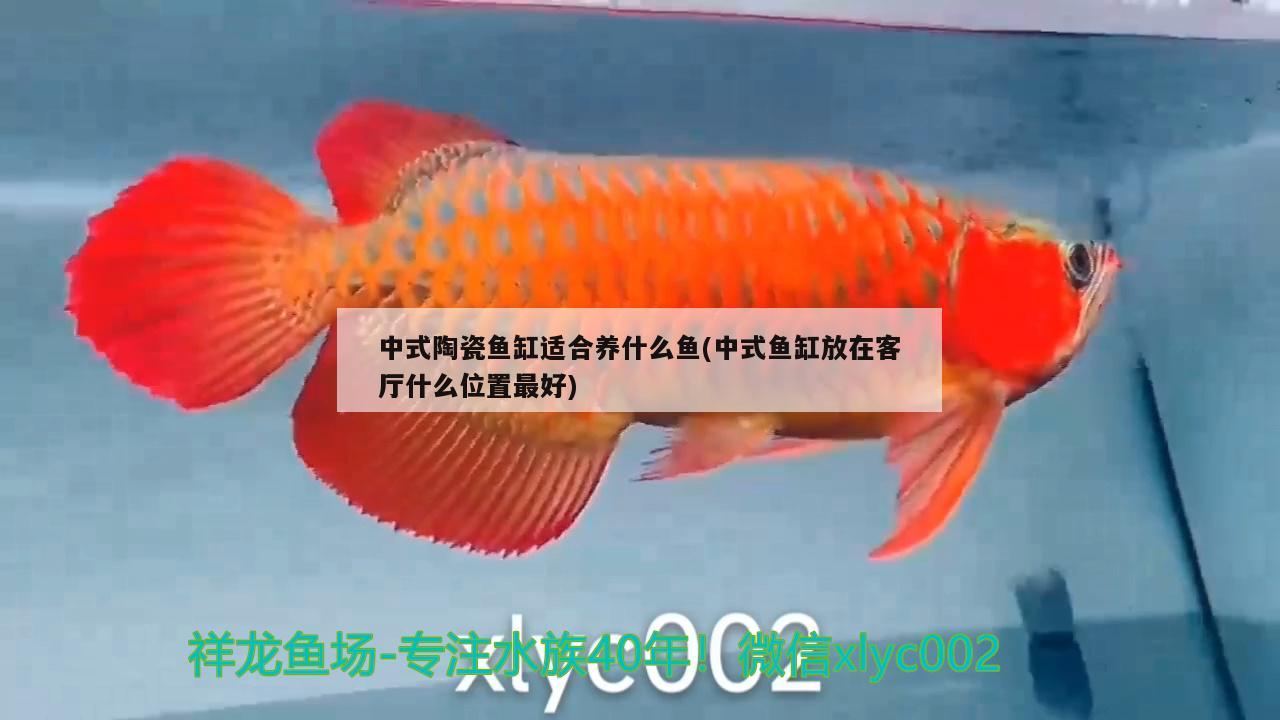 中式陶瓷鱼缸适合养什么鱼(中式鱼缸放在客厅什么位置最好)