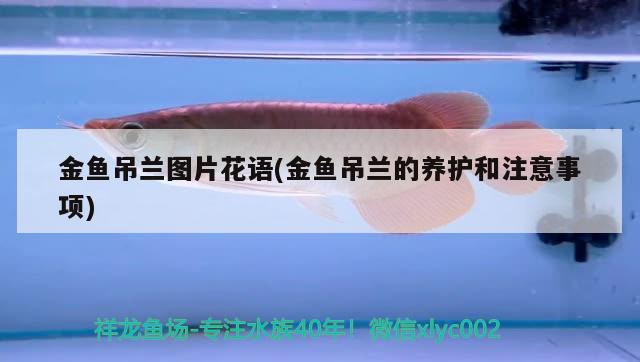 金鱼吊兰图片花语(金鱼吊兰的养护和注意事项) 观赏鱼