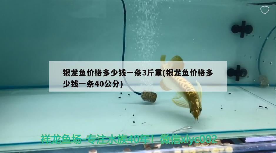 银龙鱼价格多少钱一条3斤重(银龙鱼价格多少钱一条40公分) 银龙鱼