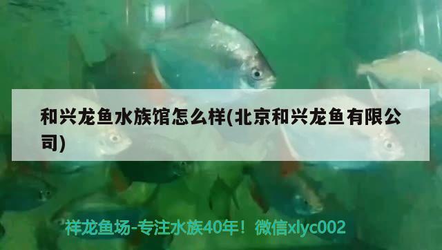 和兴龙鱼水族馆怎么样(北京和兴龙鱼有限公司) 和兴红龙
