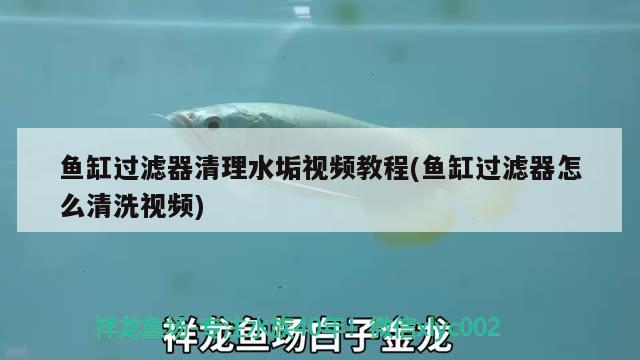 鱼缸过滤器清理水垢视频教程(鱼缸过滤器怎么清洗视频)