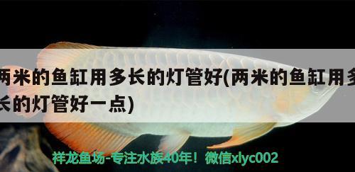 两米的鱼缸用多长的灯管好(两米的鱼缸用多长的灯管好一点) 国产元宝凤凰鱼