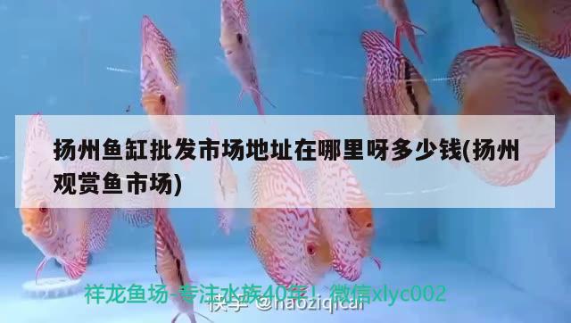 扬州鱼缸批发市场地址在哪里呀多少钱(扬州观赏鱼市场)