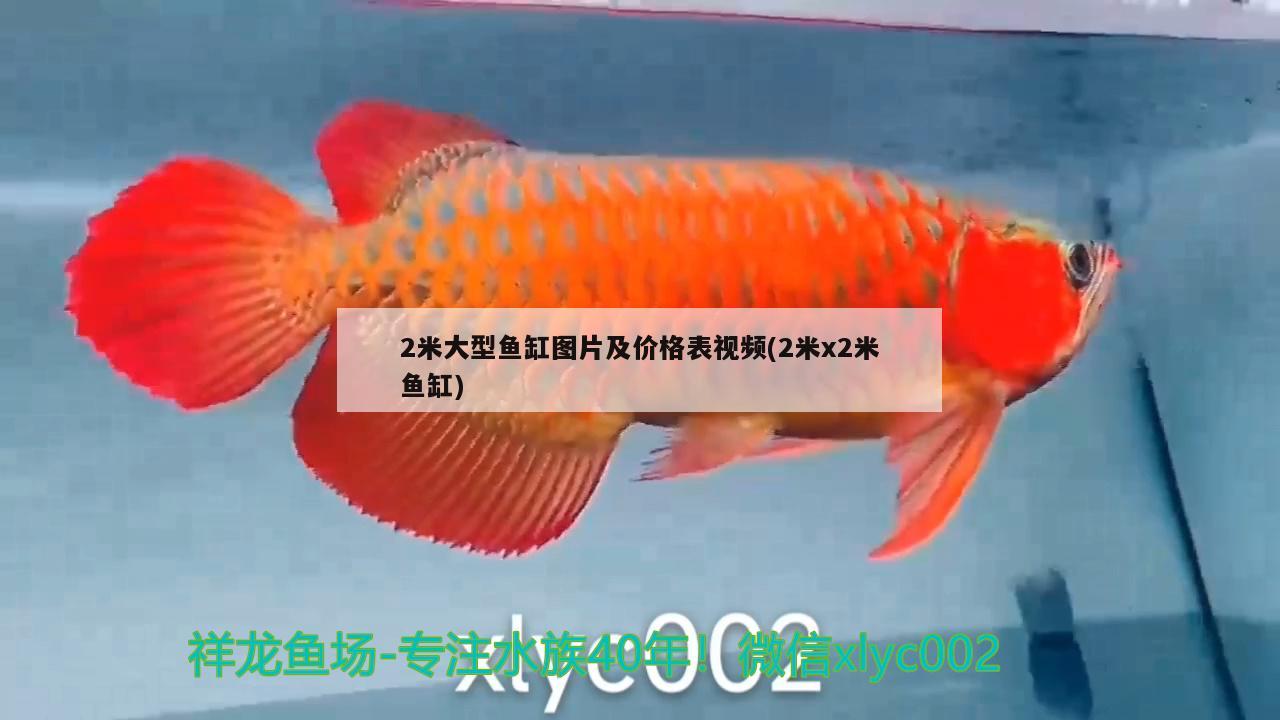 2米大型鱼缸图片及价格表视频(2米x2米鱼缸) 过滤设备