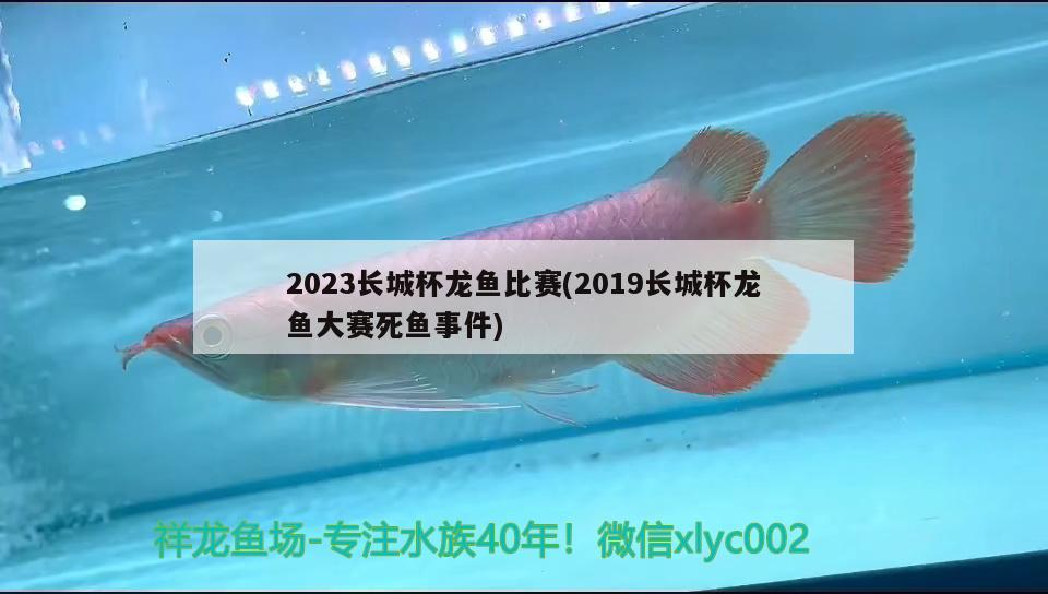 2023长城杯龙鱼比赛(2019长城杯龙鱼大赛死鱼事件)
