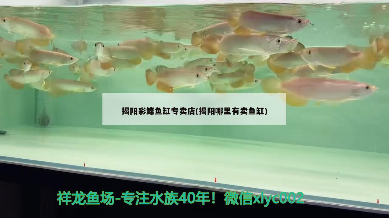 揭阳彩鲽鱼缸专卖店(揭阳哪里有卖鱼缸)