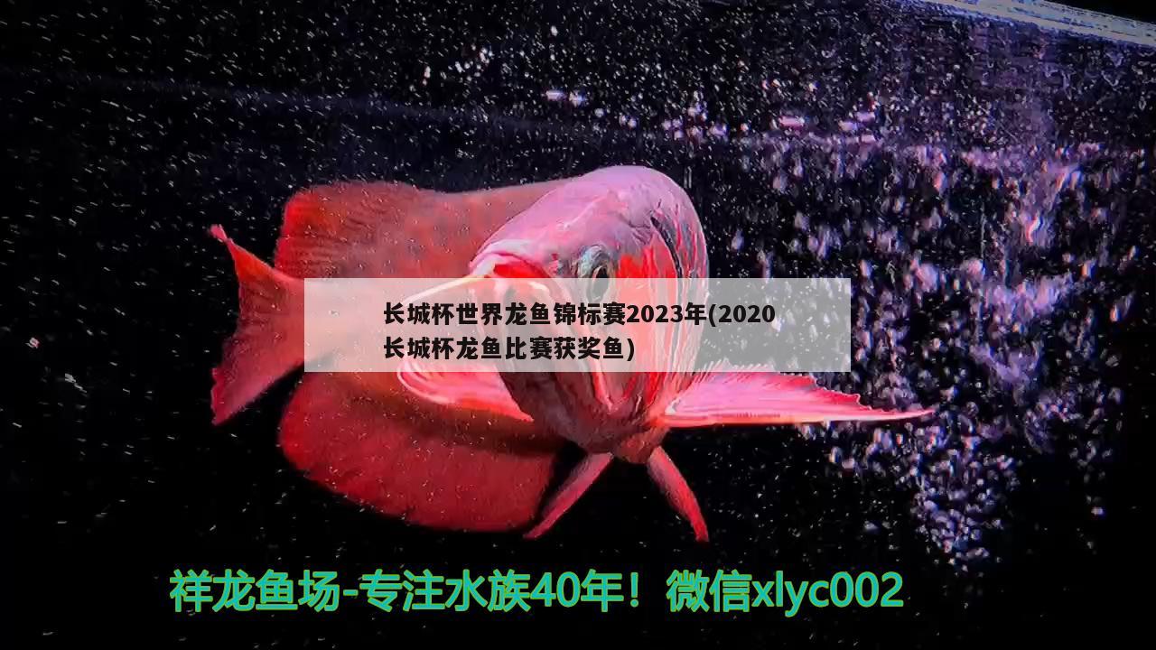 长城杯世界龙鱼锦标赛2023年(2020长城杯龙鱼比赛获奖鱼)