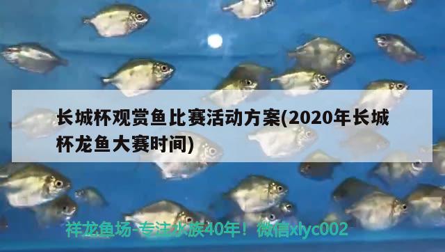 长城杯观赏鱼比赛活动方案(2020年长城杯龙鱼大赛时间)
