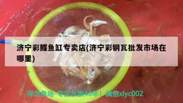 济宁彩鲽鱼缸专卖店(济宁彩钢瓦批发市场在哪里)