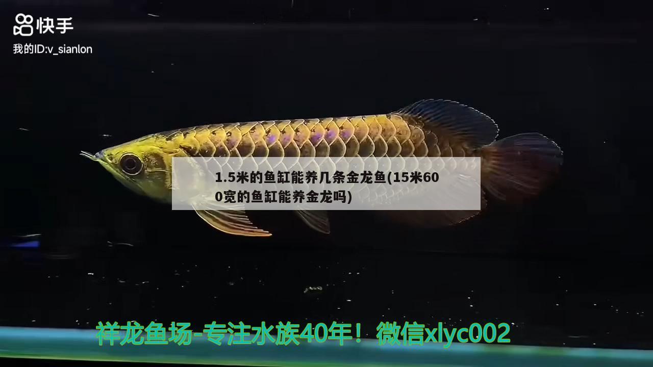 1.5米的鱼缸能养几条金龙鱼(15米600宽的鱼缸能养金龙吗)