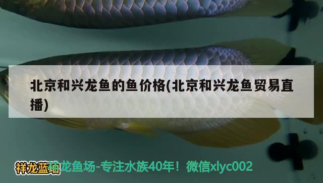 北京和兴龙鱼的鱼价格(北京和兴龙鱼贸易直播)