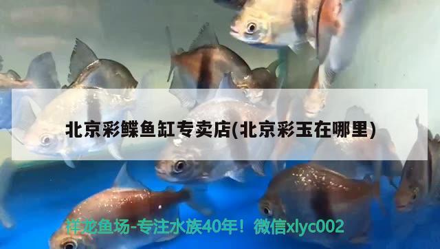 北京彩鲽鱼缸专卖店(北京彩玉在哪里)