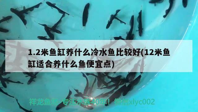1.2米鱼缸养什么冷水鱼比较好(12米鱼缸适合养什么鱼便宜点) 广州观赏鱼鱼苗批发市场
