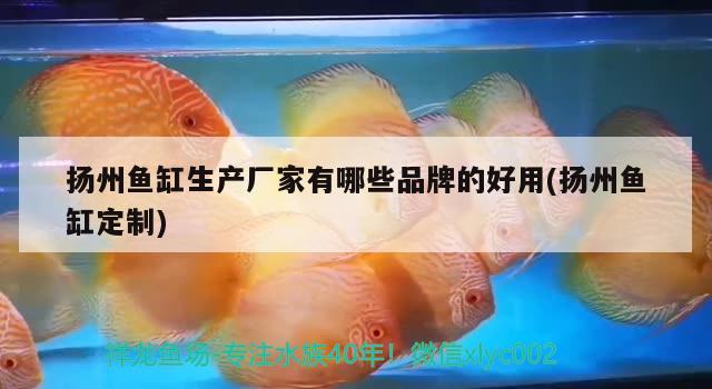 扬州鱼缸生产厂家有哪些品牌的好用(扬州鱼缸定制)