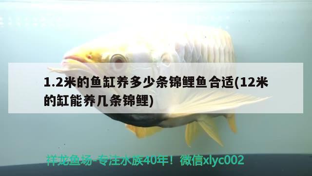 1.2米的鱼缸养多少条锦鲤鱼合适(12米的缸能养几条锦鲤) 罗汉鱼批发