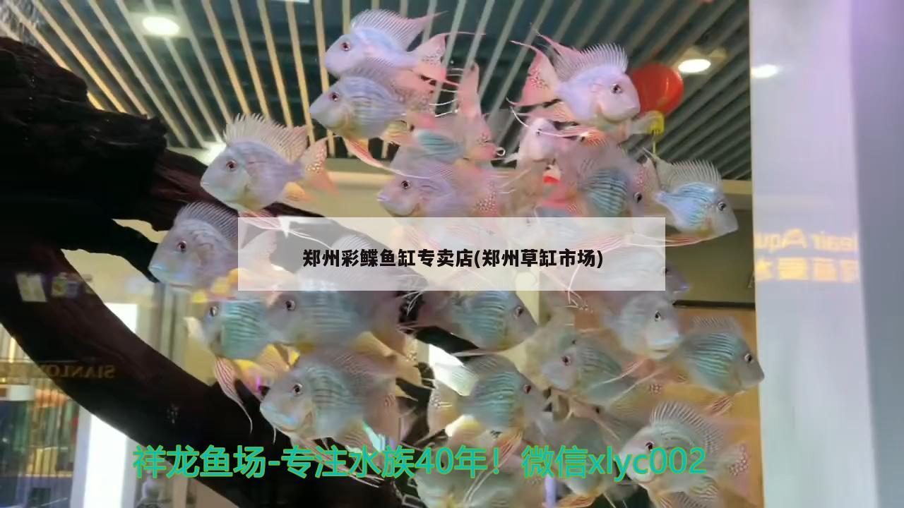 郑州彩鲽鱼缸专卖店(郑州草缸市场)