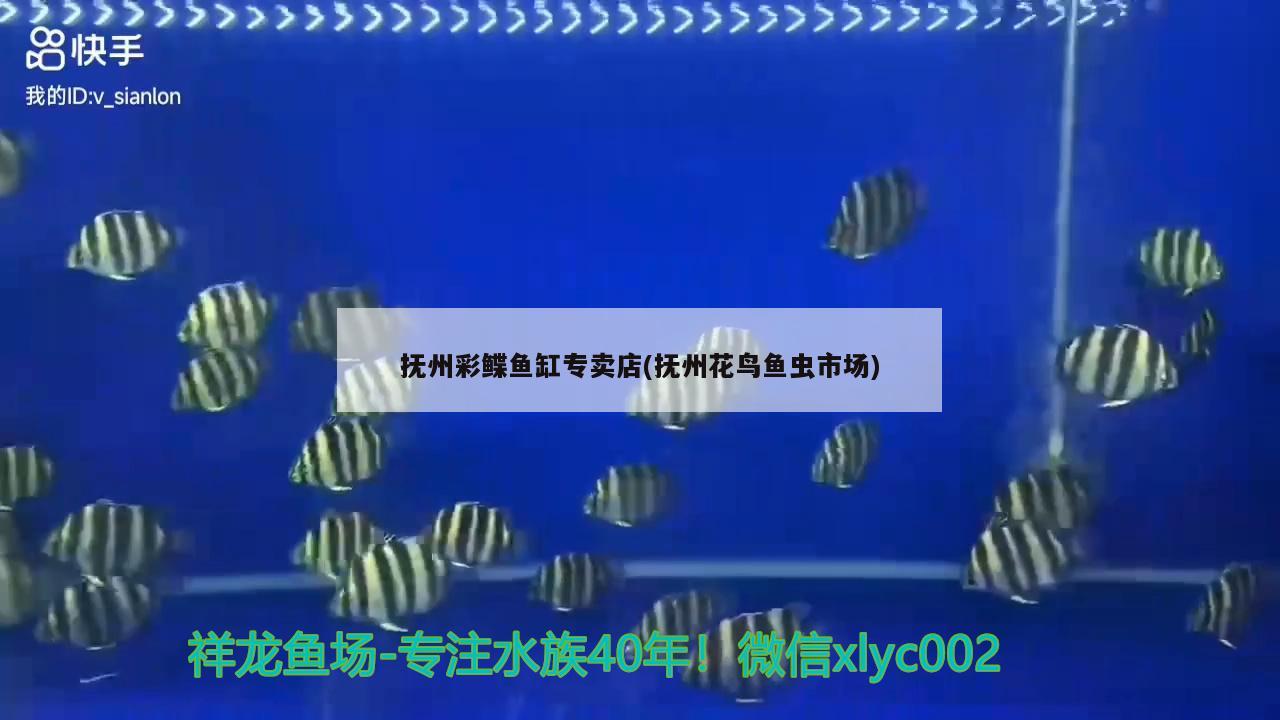 抚州彩鲽鱼缸专卖店(抚州花鸟鱼虫市场) 彩鲽鱼缸（彩蝶鱼缸）
