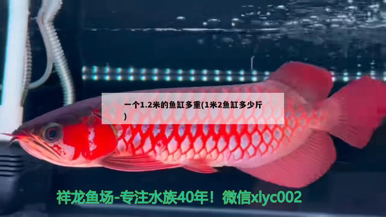 一个1.2米的鱼缸多重(1米2鱼缸多少斤) 图腾金龙鱼