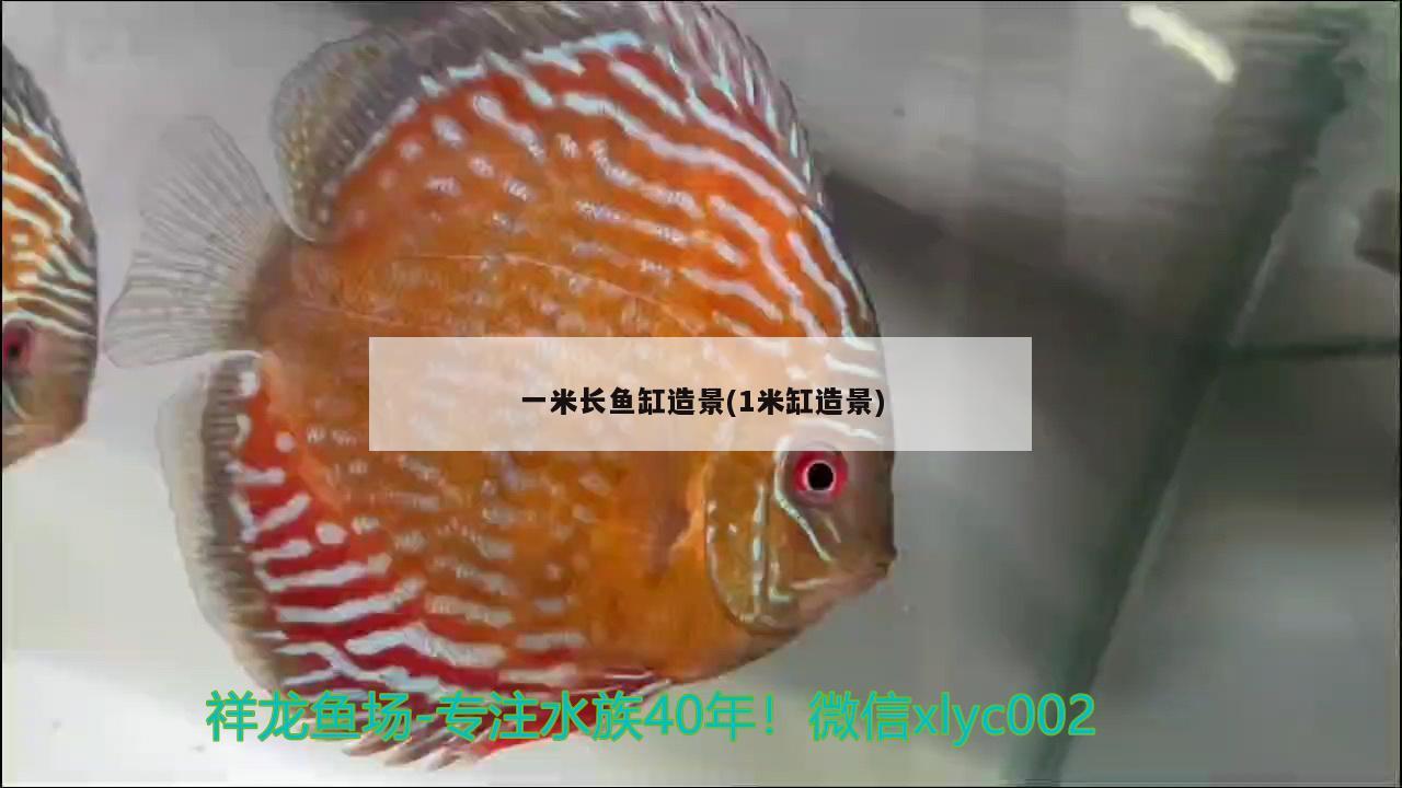 一米长鱼缸造景(1米缸造景) 红魔王银版鱼