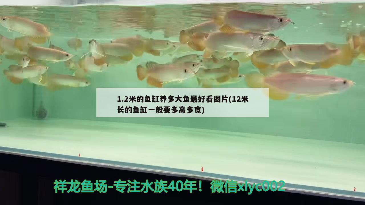 1.2米的鱼缸养多大鱼最好看图片(12米长的鱼缸一般要多高多宽)