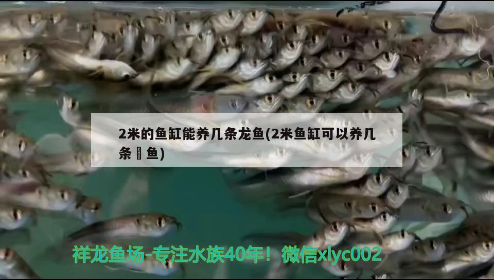 2米的鱼缸能养几条龙鱼(2米鱼缸可以养几条魟鱼) 鱼缸等水族设备