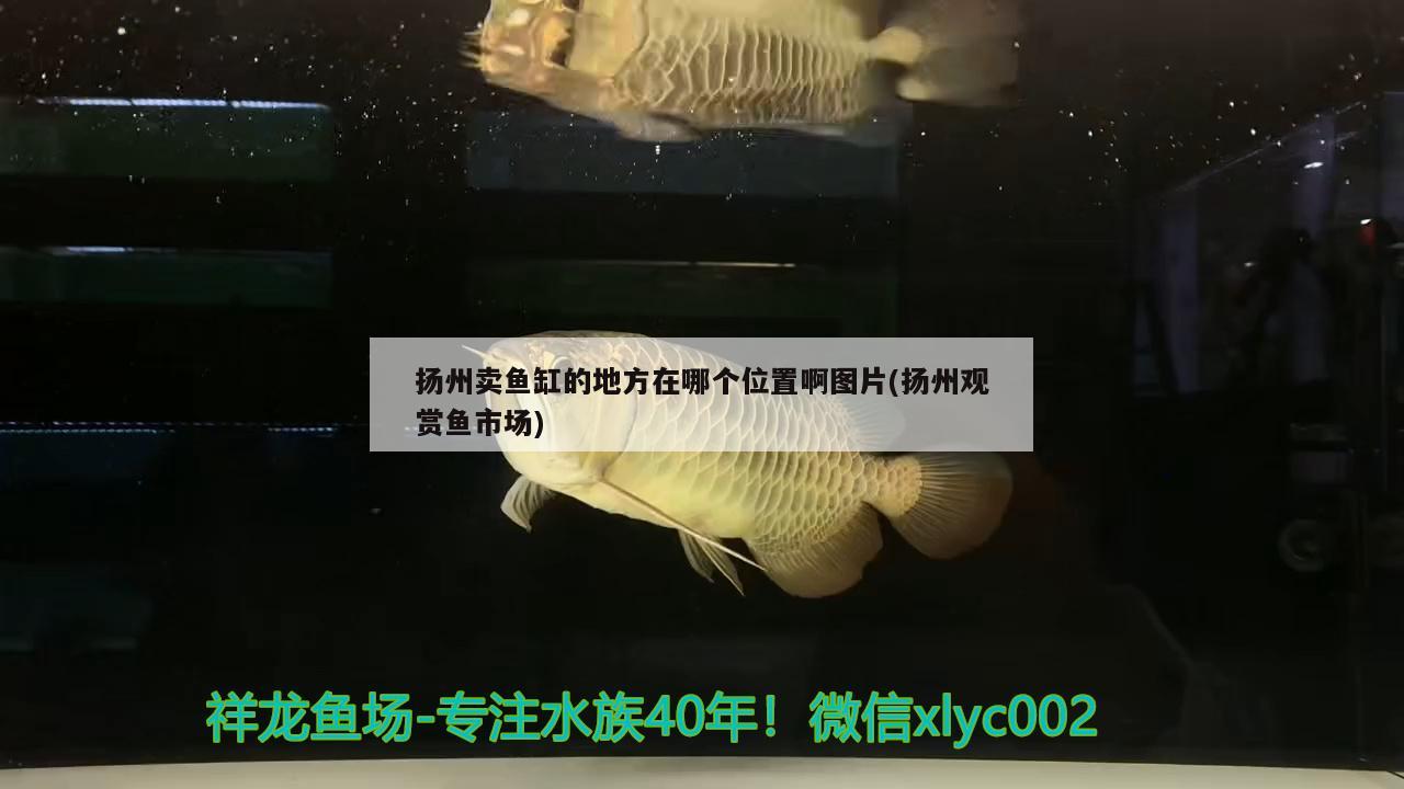 扬州卖鱼缸的地方在哪个位置啊图片(扬州观赏鱼市场)