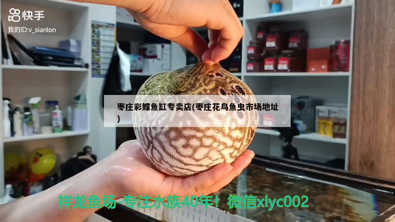 枣庄彩鲽鱼缸专卖店(枣庄花鸟鱼虫市场地址)
