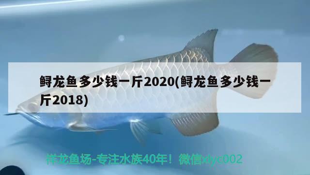 鲟龙鱼多少钱一斤2020(鲟龙鱼多少钱一斤2018) 观赏鱼 第1张
