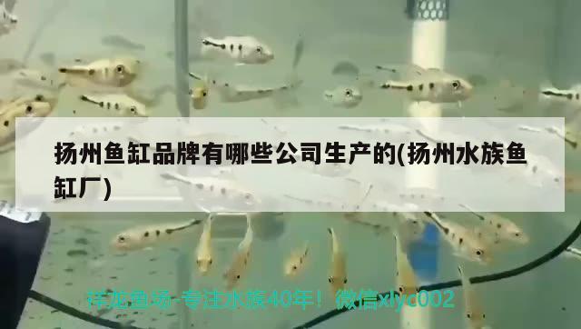扬州鱼缸品牌有哪些公司生产的(扬州水族鱼缸厂)
