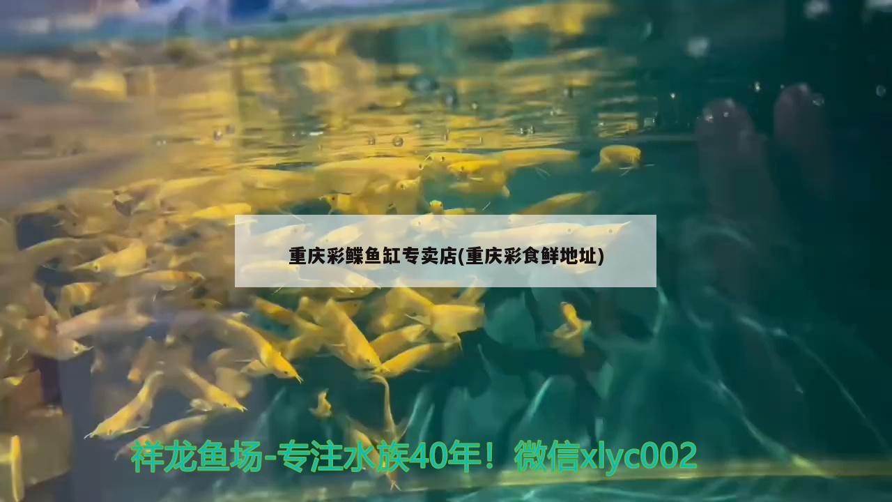 重庆彩鲽鱼缸专卖店(重庆彩食鲜地址)