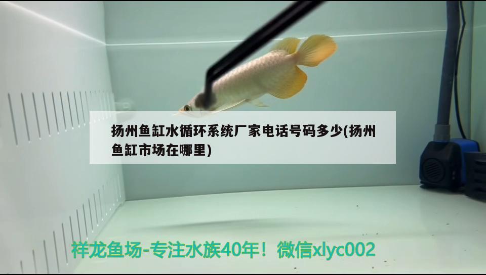 扬州鱼缸水循环系统厂家电话号码多少(扬州鱼缸市场在哪里)