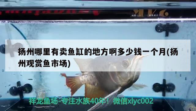 扬州哪里有卖鱼缸的地方啊多少钱一个月(扬州观赏鱼市场) 观赏鱼市场（混养鱼）