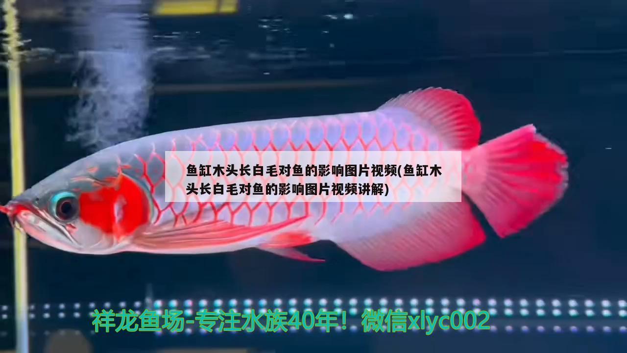 鱼缸木头长白毛对鱼的影响图片视频(鱼缸木头长白毛对鱼的影响图片视频讲解) 黄金猫鱼