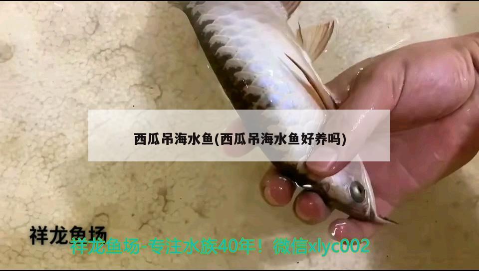 西瓜吊海水鱼(西瓜吊海水鱼好养吗) 海水鱼