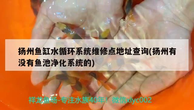 扬州鱼缸水循环系统维修点地址查询(扬州有没有鱼池净化系统的)