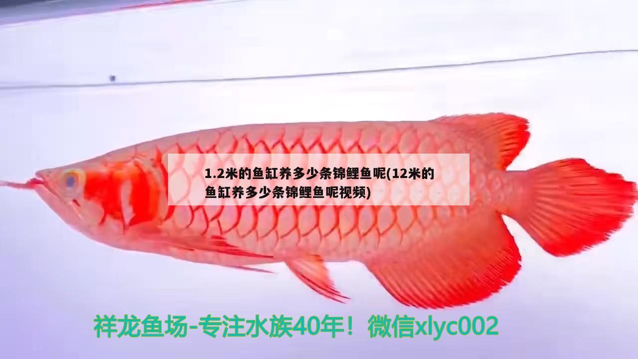 1.2米的鱼缸养多少条锦鲤鱼呢(12米的鱼缸养多少条锦鲤鱼呢视频) 祥龙龙鱼鱼粮